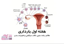 هفته اول بارداری هفته اول بارداری