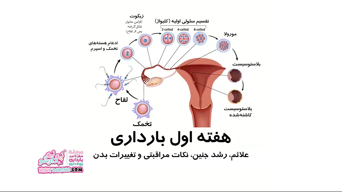 هفته اول بارداری